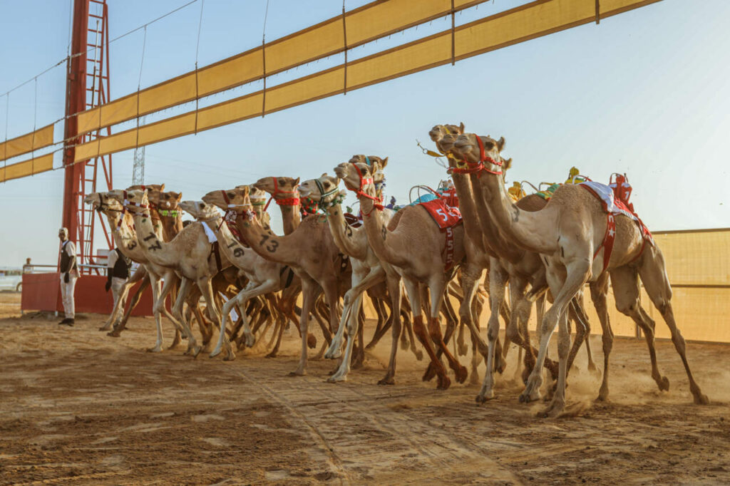 Your Guide to the AlUla Camel Cup 2024